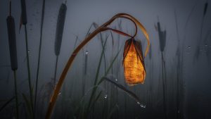 glowing swamp card game